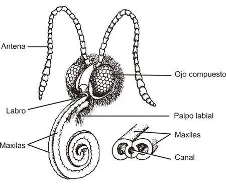 Las Mariposas - Lepidópteros. Morfología