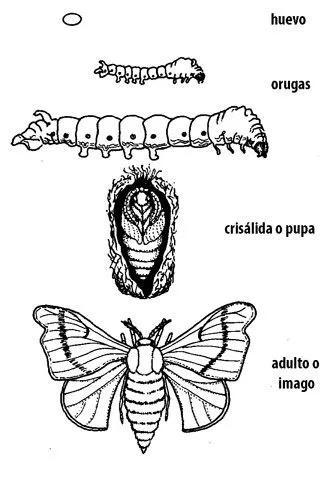 Las Mariposas - Metamorfosis