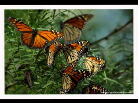 Mariposas Monarca, símbolo de unidad - YouTube