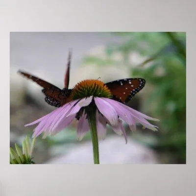 Dos mariposas (movimiento) posters de Zazzle.