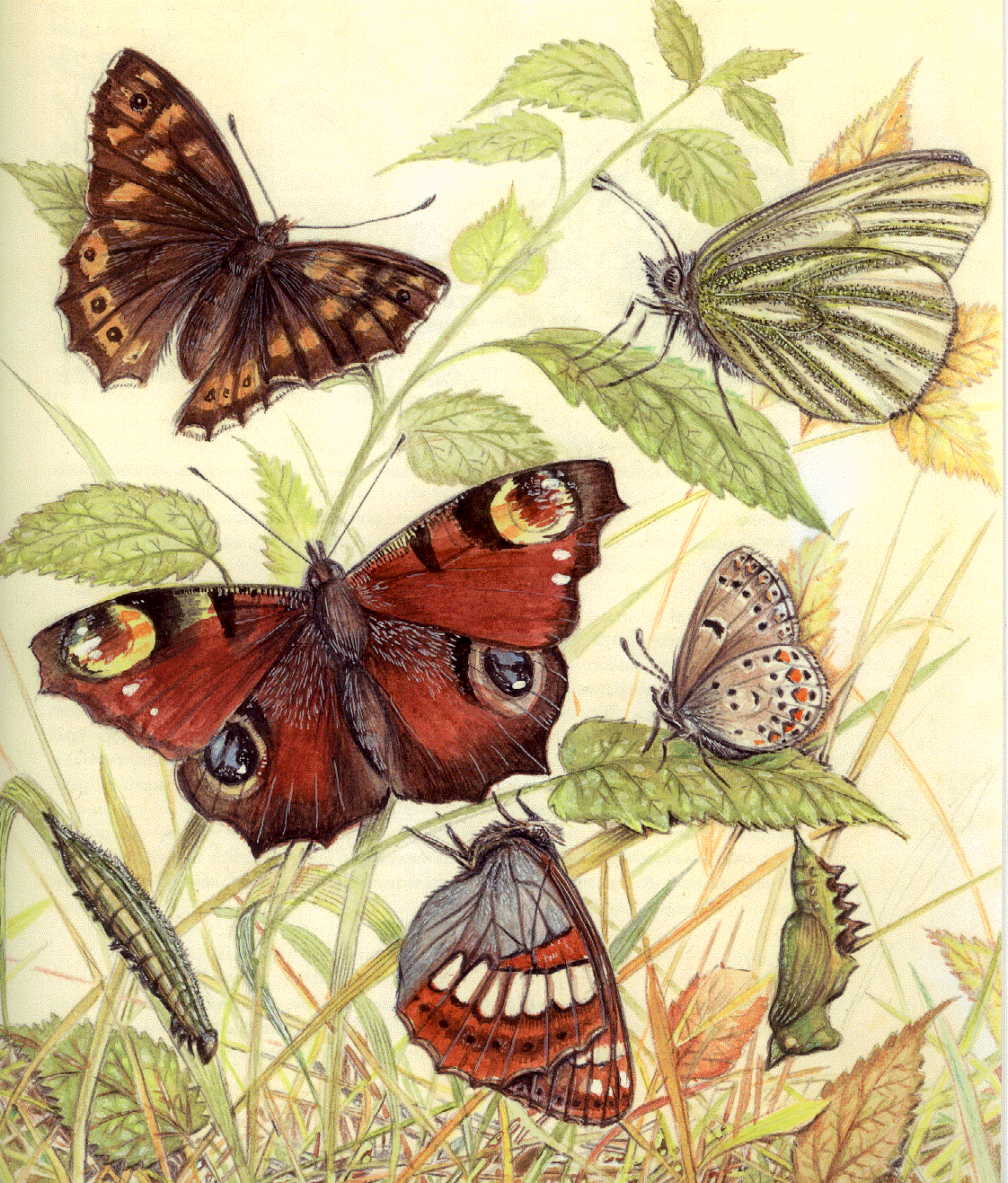 paisajes: mariposas