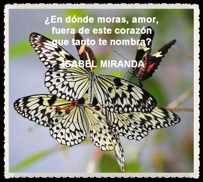 MARIPOSAS I (PENSAMIENTOS, Y FRASES) | FANNY JEM WONG