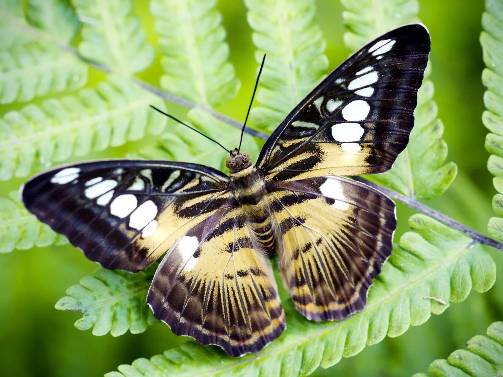 Mariposas reales - Imagui