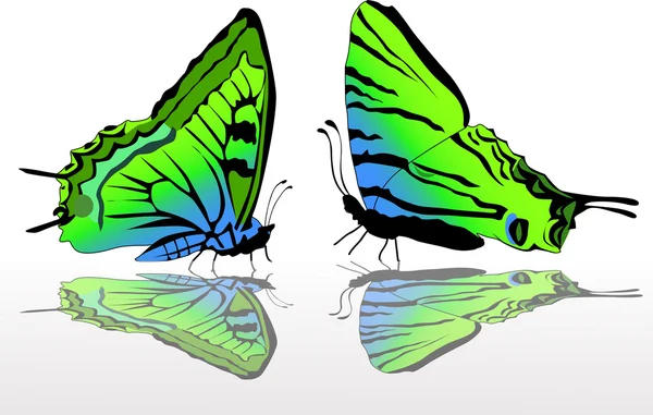 dos mariposas verdes y azules — Vector stock © Dr.PAS #12356967