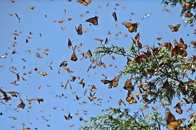 MARIPOSAS VOLANDO | TODO PARA FACEBOOK IMAGENES PARA FACEBOOK ...