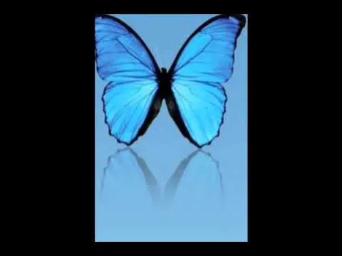 mariposita de mil colores - YouTube
