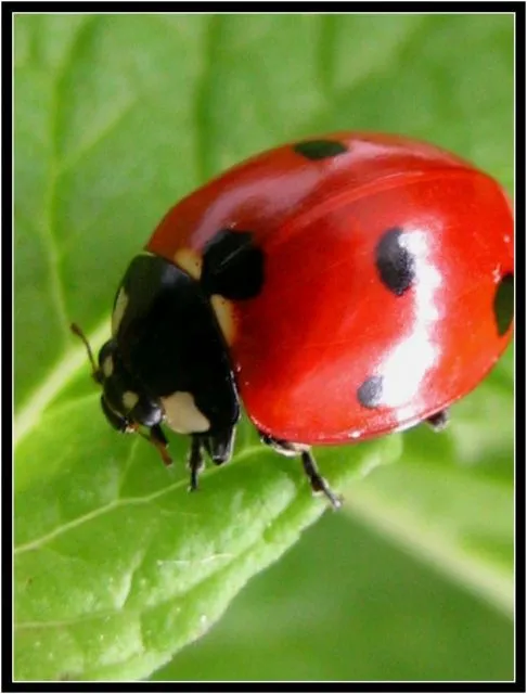 Mariquita con hierbabuena | fotos de Naturaleza