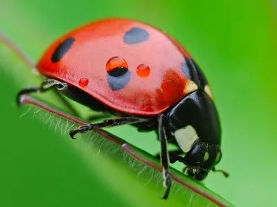 Mariquita | Wikifaunia, tu enciclopedia de animales