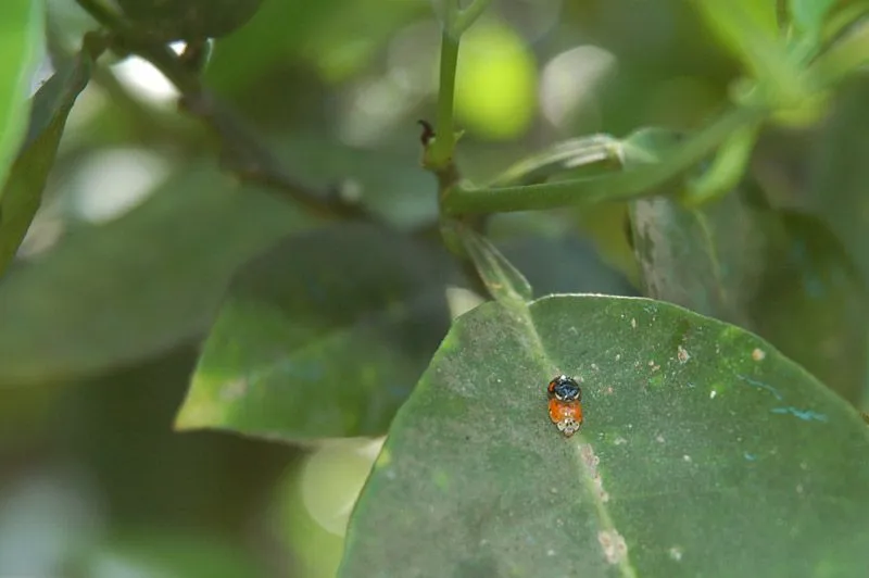 Las mariquitas buscan refuerzos - Foro de InfoJardín