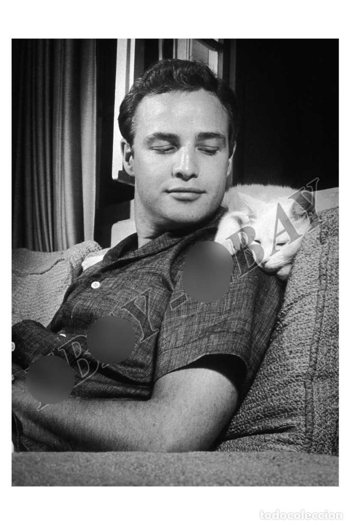 marlon brando gato with cat photo foto - Buy Photos and postcards of actors and actresses on todocoleccion