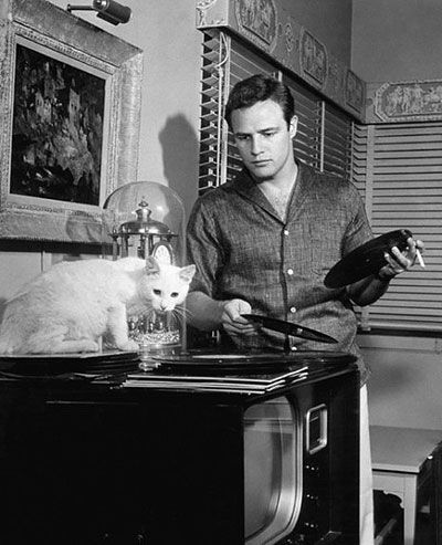 Marlon Brando y los gatos – Gatos y Respeto ©