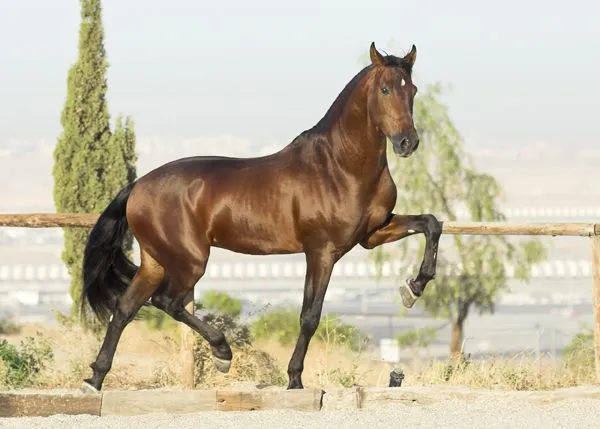 MARTA Y JAVIER: LOS CABALLOS