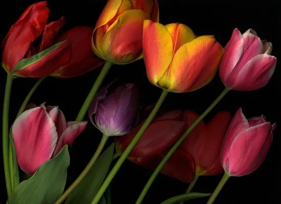 Imagenes de tulipanes para pintar en tela - Imagui