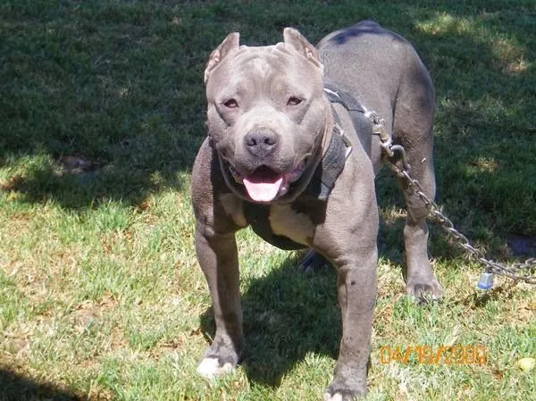 Martinez PitBull Kennel: El Pit Bull Blue