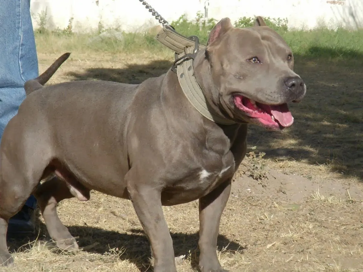 Martinez PitBull Kennel: El Pit Bull Blue