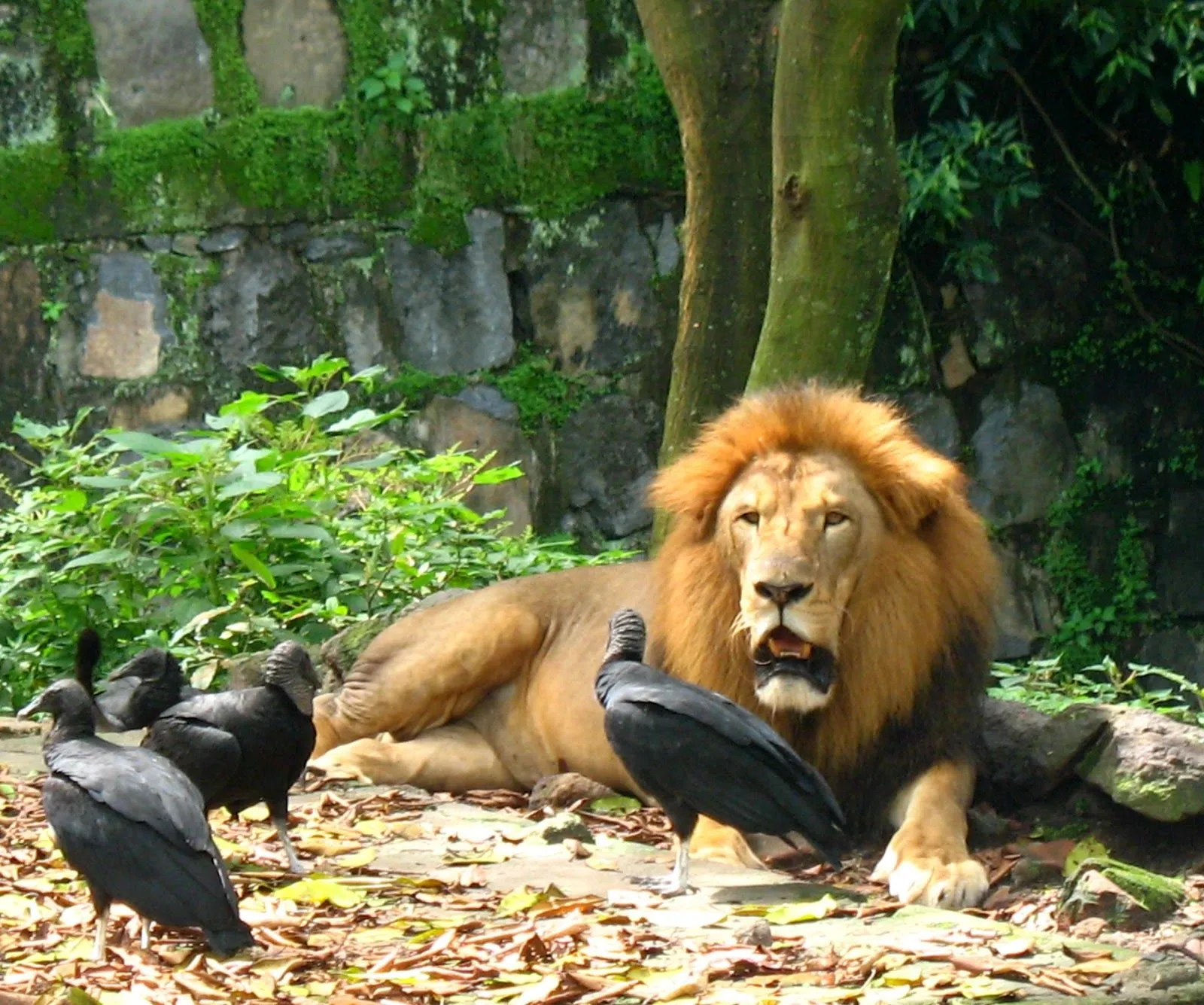 Lo màs Popular de El Salvador: Zoológico Nacional