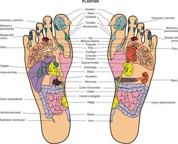 masajista terapeutica: REFLEXOLOGIA