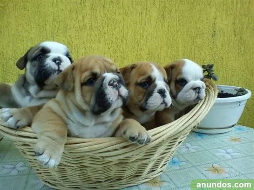 Máscara impresionante con ojos azules Bulldog Inglés cachorros ...