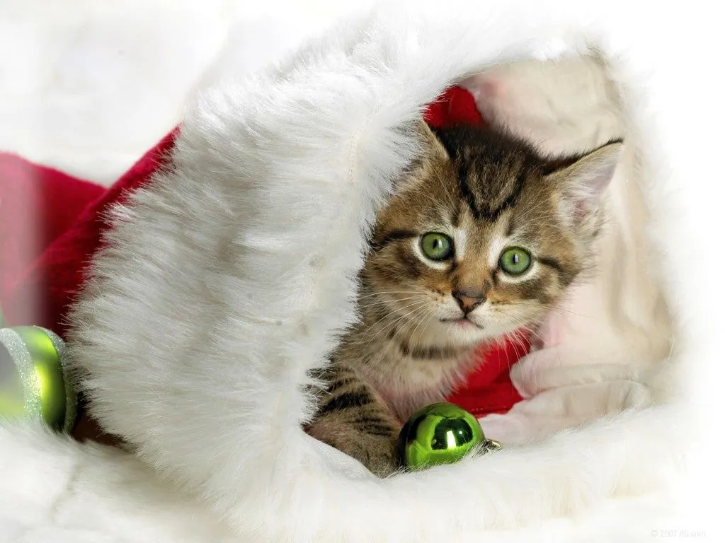 LA MASCOTA FELIZ: Gatos y las visitas navideñas