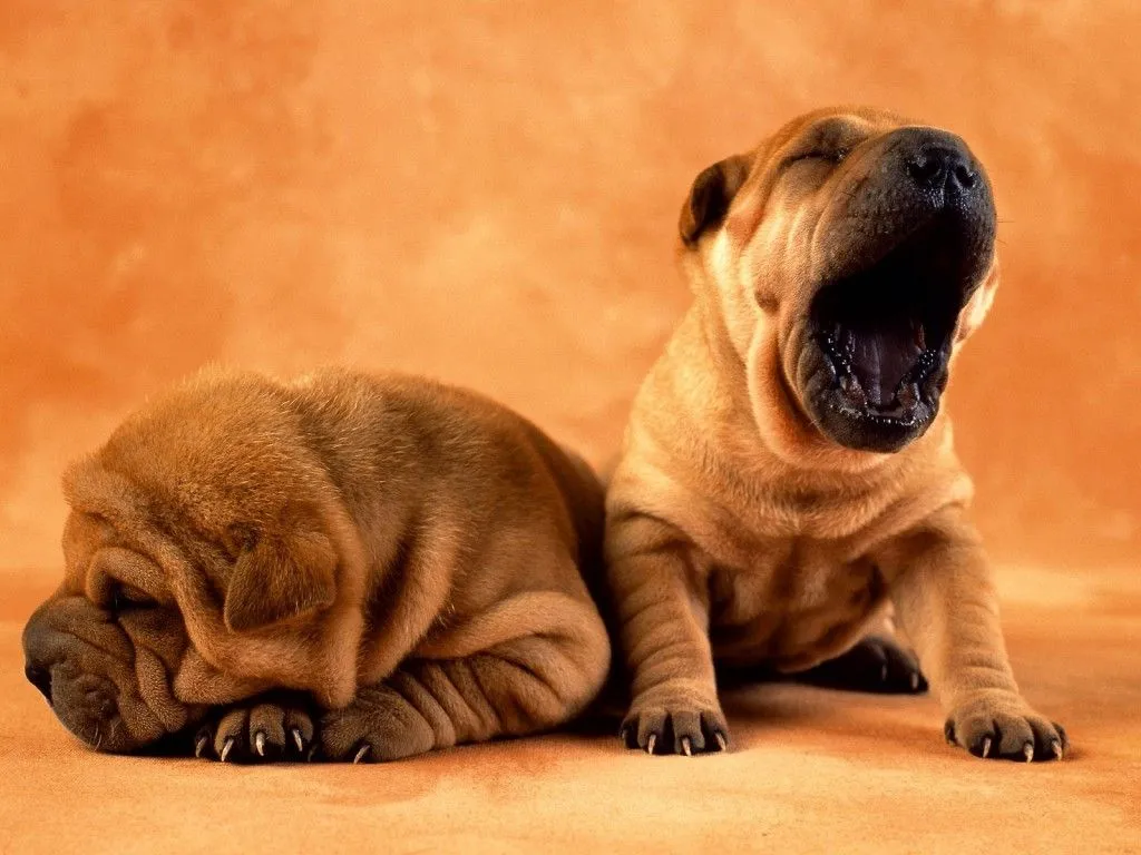 LA MASCOTA FELIZ: Shar Pei, cuidados del perro chino Shar Pei