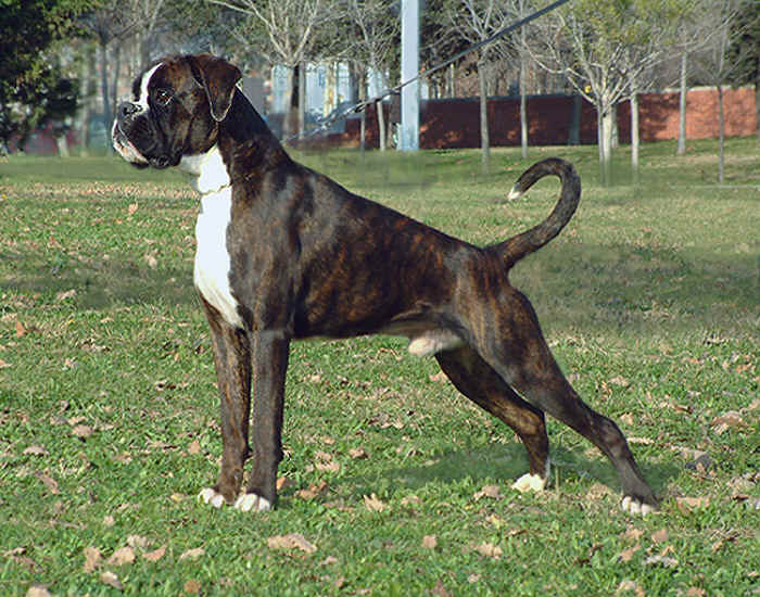 Mascotalandia: Razas de perros: BOXER