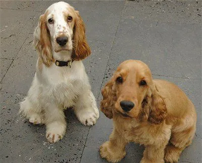 mascotapetit: Perro Cocker spaniel inglés