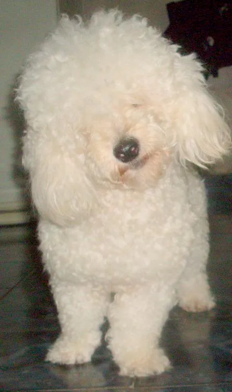 Mascotas - La Gaceta