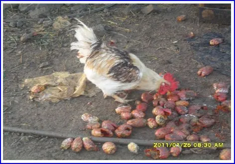 Mis mascotas las Gallinas! - Página 5 - Foro de InfoJardín