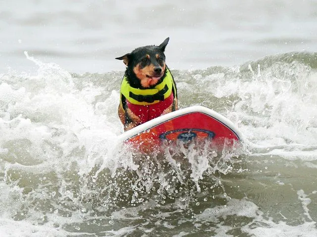 Mascotas en el Hogar: Cuidado de las mascotas en la playa en verano