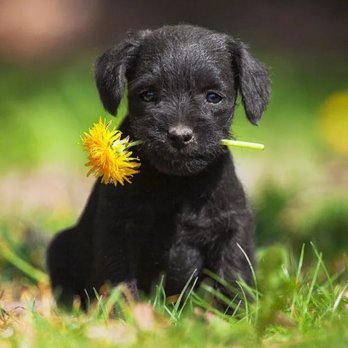 LAS MASCOTAS: !!!LOS PERRITOS MAS PEQUEÑOS DEL MUNDO!!!