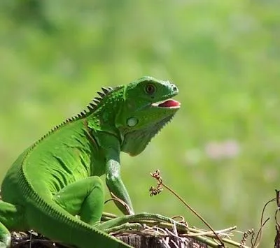 Mascotas y Mas: La Iguana Verde y sus cuidados