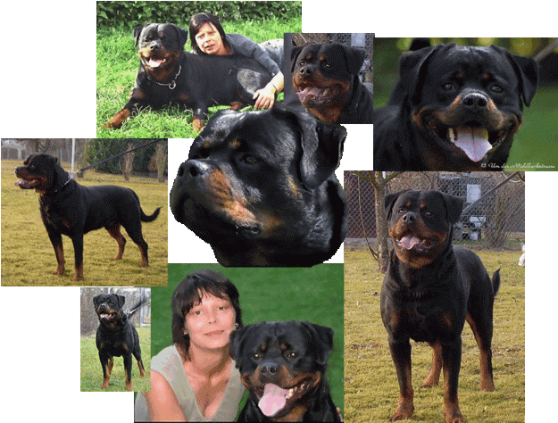 Mascotas, perros y gatos, animales domésticos: cachorros Rottweiler