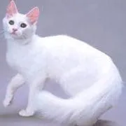 Todo Sobre Mascotas: Razas Gatos: Angora Turco