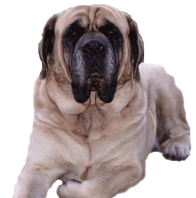 mastiffs