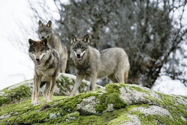 Matan águilas y perros tratando de envenenar lobos en Cantabria ...