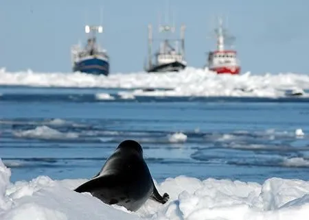 Matanza de focas en Canadá