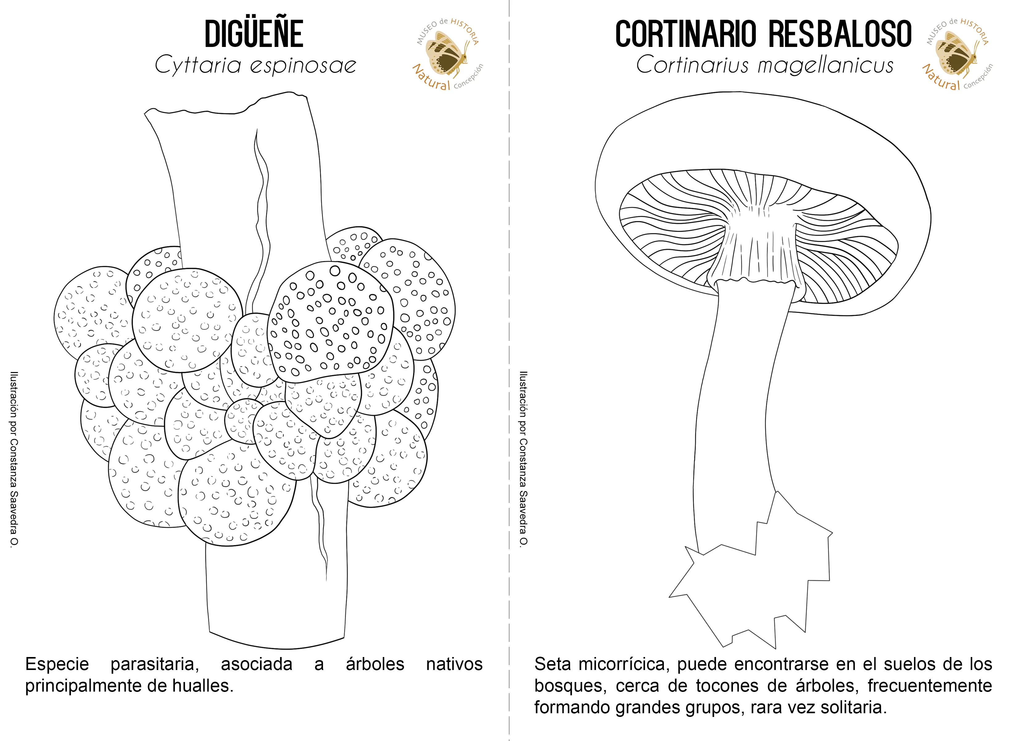 Material descargable | Museo de Historia Natural de Concepción