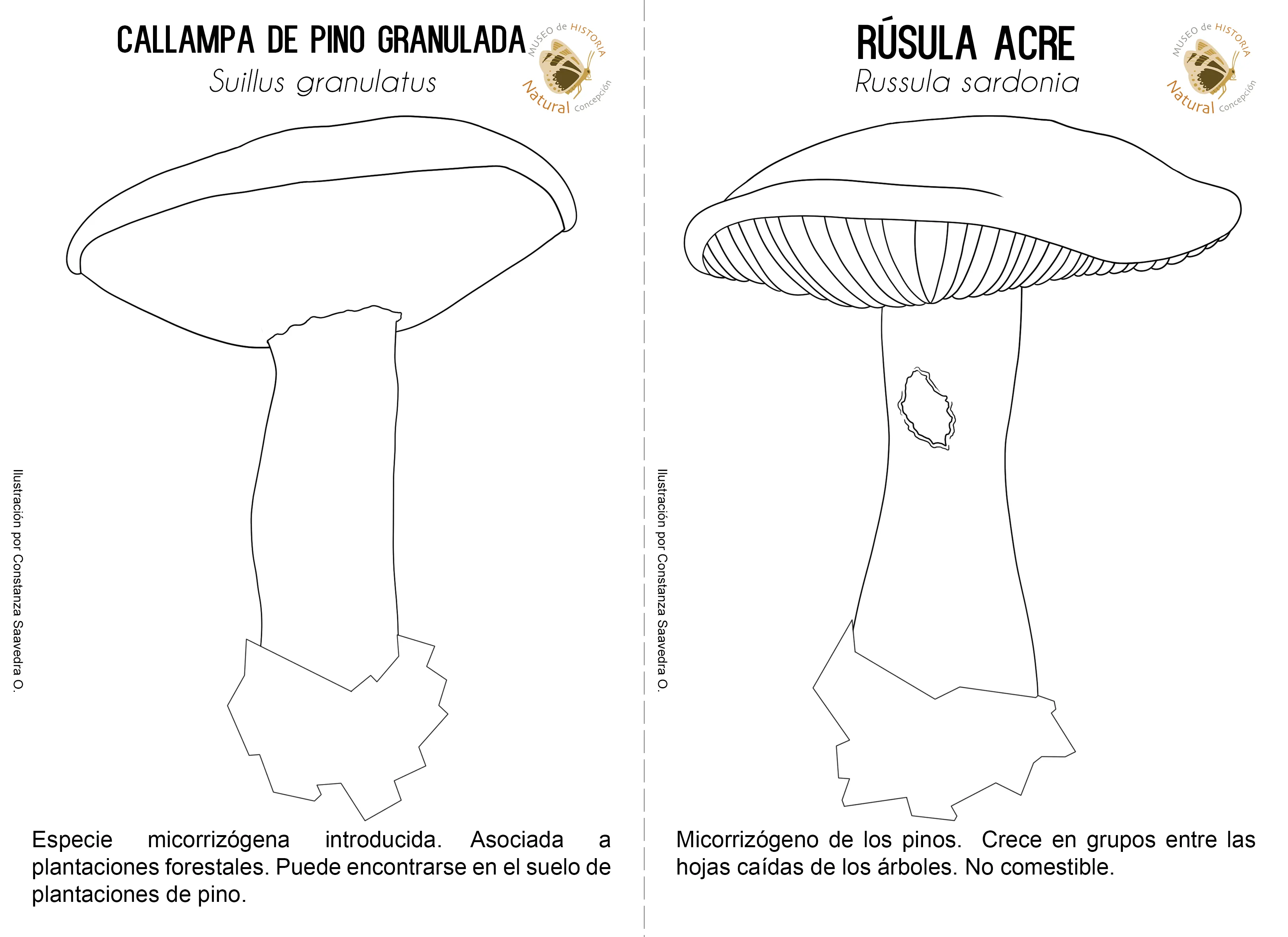 Material descargable | Museo de Historia Natural de Concepción