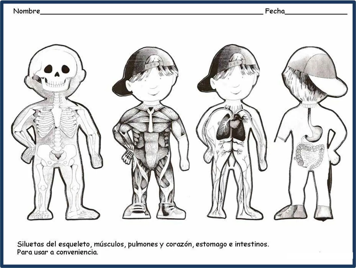 Imagenes de los organos internos del cuerpo humano para niños - Imagui