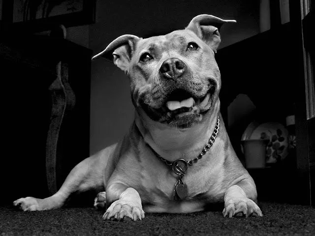 Pitbull Image Wallpaper | PicsWallpaper.