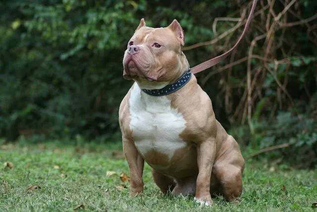 Material World Girl: Pitbull Breed Dogs