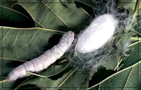 Materiales textiles (II) | Los plásticos