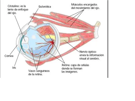 Tema 7: Órganos de los sentidos | Biología y Geología "Amor de ...