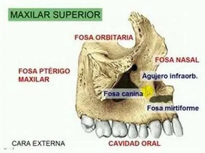 maxilar superior