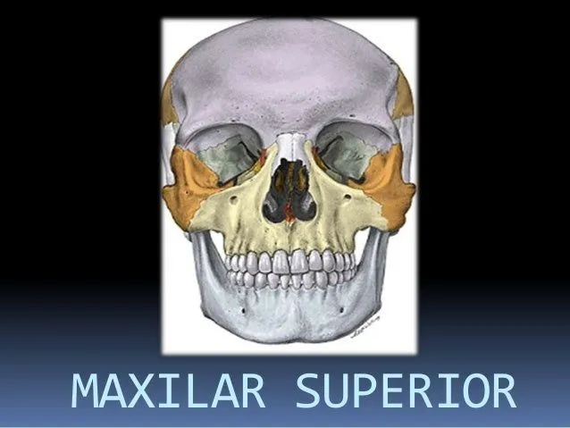 Maxilar superior