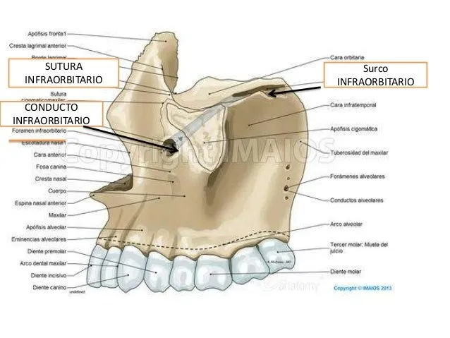 Maxilar superior