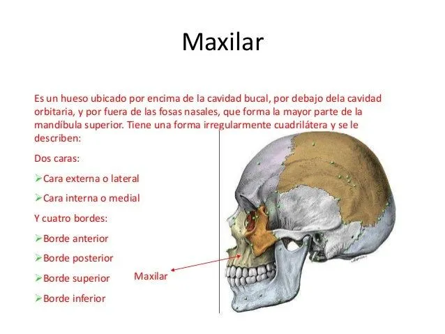 maxilar-superior-1-638.jpg?cb= ...