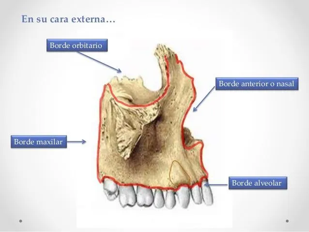 Maxilar superior e inferior