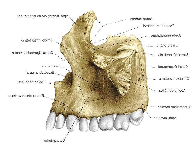 Osteologia Maxilar Superior | CFP-Ricardo Rojas - MORON Tecnico de ...