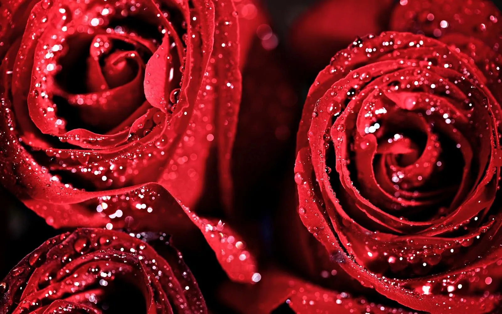 Hermosas Flores Rojas después de la Lluvia | Fotos e Imágenes en ...